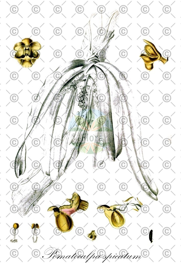 HistAbb_wfo-0000280783_2_ENZY_Simple | Historische Abbildung von Pomatocalpa spicatum - Orchidaceae | Historical Illustration of Pomatocalpa spicatum - Orchidaceae