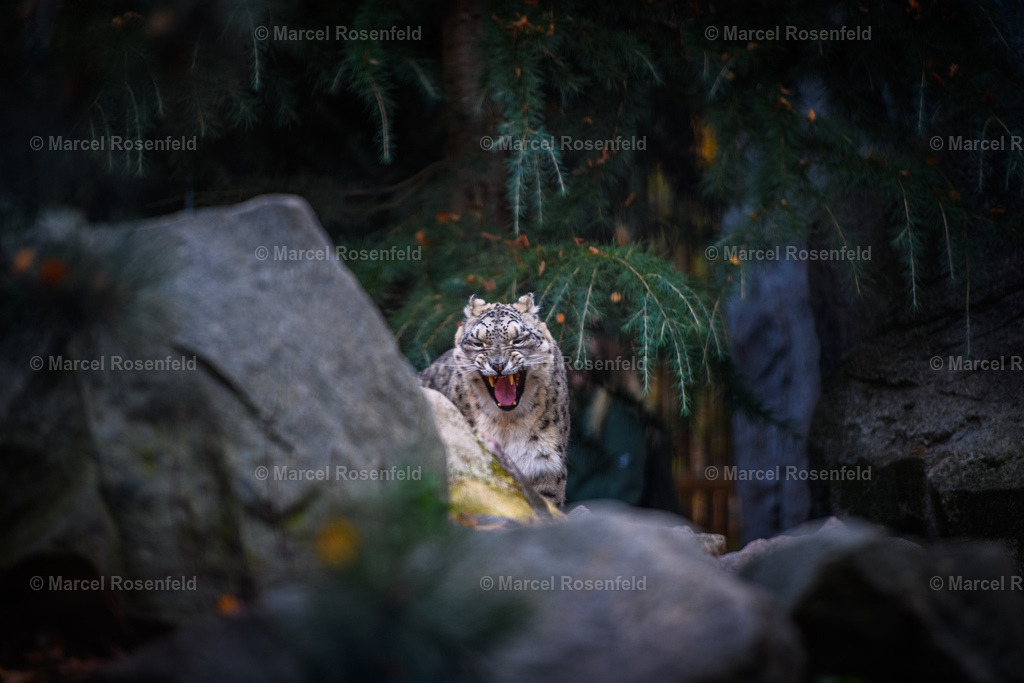 _DSC0272 (1) | foto-rosenfeld