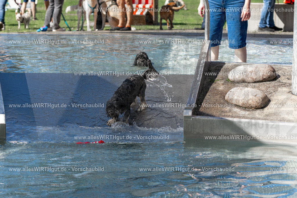 Hundeschwimmen_Volksbad_2026-allesWIRTHgut_Tierfotografie-2609061254-FAY06616 | Professionelle Tierfotografie in Mönchengladbach von Daniel Wirth (allesWIRTHgut). Liebevolle & natürliche Bilder von Hunden & Katzen für unvergessliche Erinnerungen.