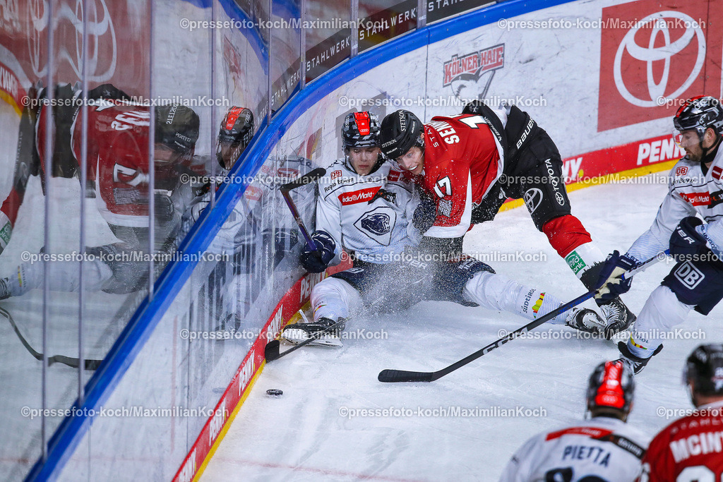 KoeDEL13032401035 | 13.03.2024, Köln, Eishockey, Penny DEL, Pre-Playoffs Spieltag 2, Lanxess-Arena, Kölner Haie - ERC Ingolstadt: Philipp Krauß (ERC Ingolstadt) kämpft gegen Jan Luca Sennhenn (Kölner Haie) um den Puck