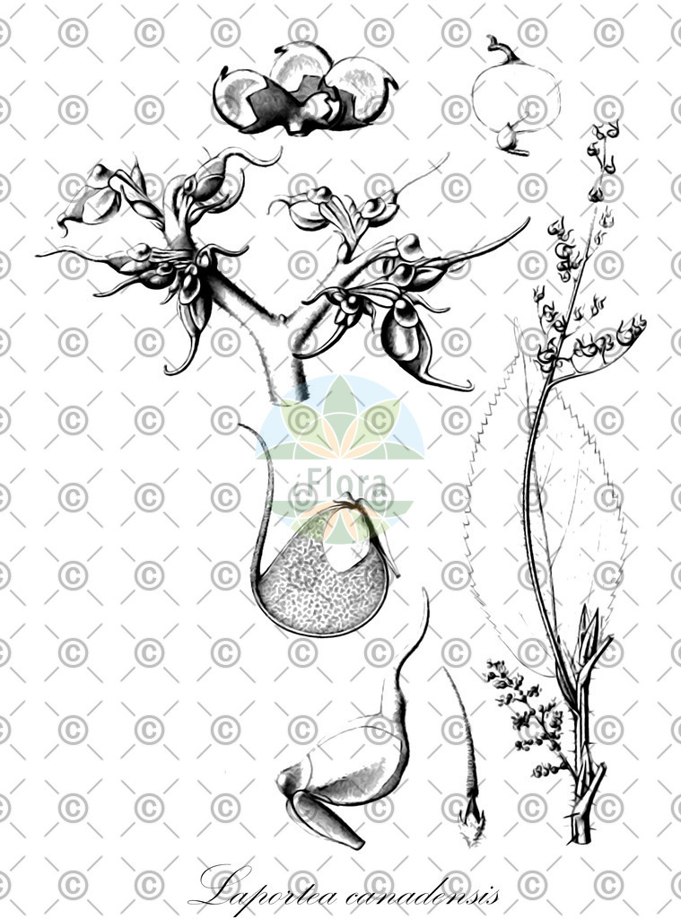 HistAbb_3270_1_FLORAD_SIMPLE | Historische Abbildung von Laportea canadensis - Urticaceae | Historical Illustration of Laportea canadensis - Urticaceae (grande ortie)