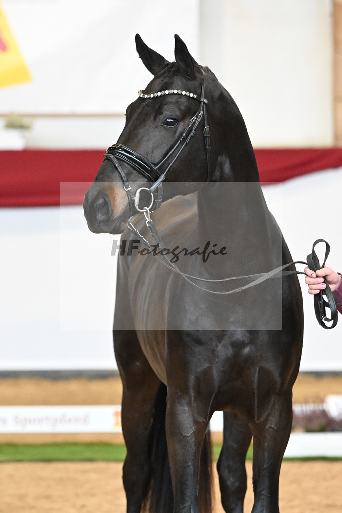 Kat-Nr. 58 Zauberlehrling PS x Escolar_Sprehe_47240803 | hf-fotografie - Realizzato con Pictrs.com