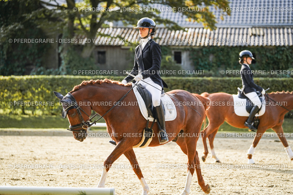 DSC04546 | Pferdegrafie