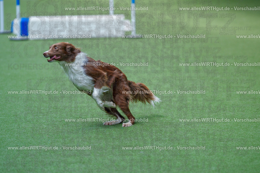 @allesWIRTHgut_Tierfotografie - www.allesWIRTHgut.de - 2604261402-7R503269 | Professionelle Tierfotografie in Mönchengladbach von Daniel Wirth (allesWIRTHgut). Liebevolle & natürliche Bilder von Hunden & Katzen für unvergessliche Erinnerungen.