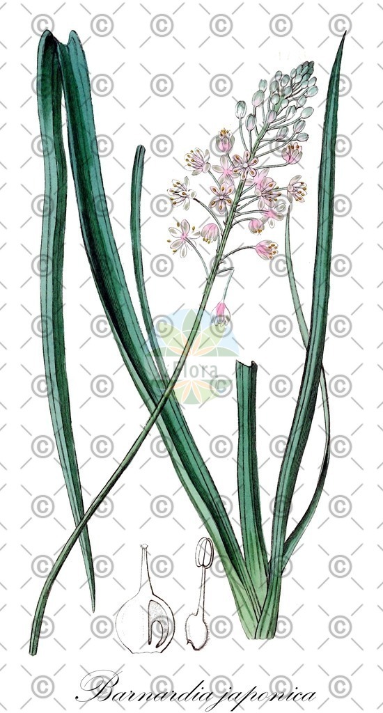 HistAbb_wfo-0000560662_1_ENZY_Simple | Historische Abbildung von Barnardia japonica - Asparagaceae | Historical Illustration of Barnardia japonica - Asparagaceae