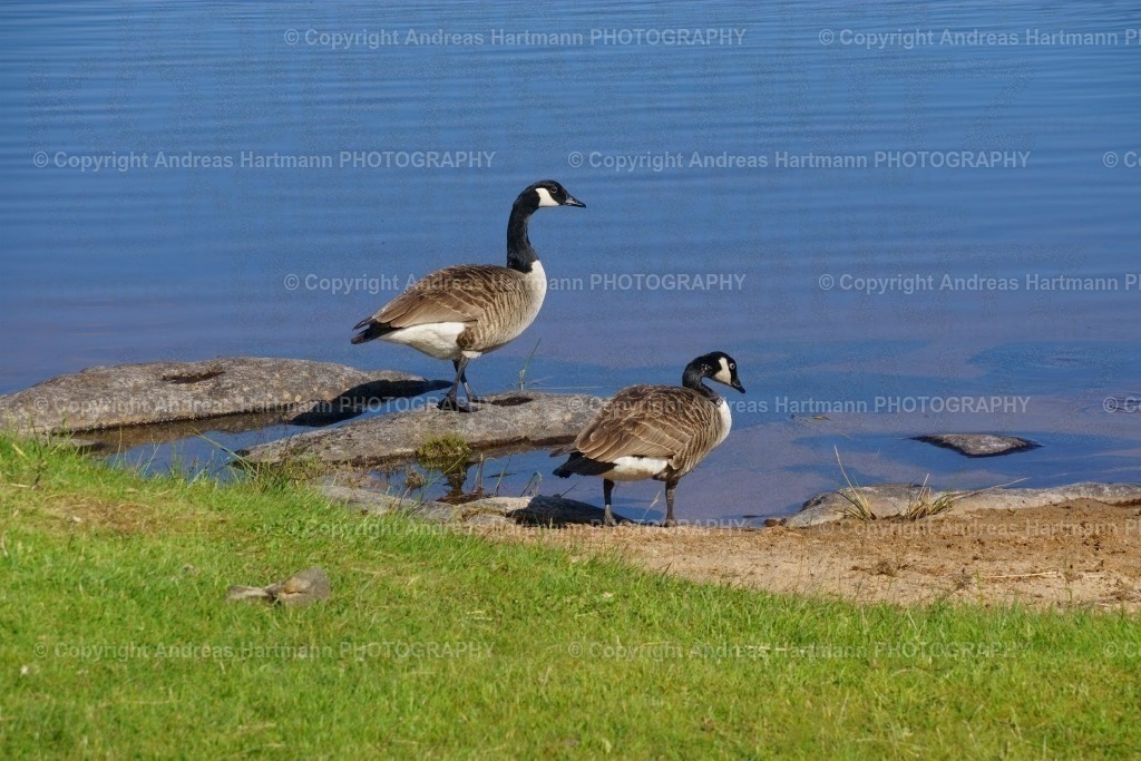 Graugänse am Bolmen-See | Graugänse am Bolmen-See - Realisiert mit Pictrs.com