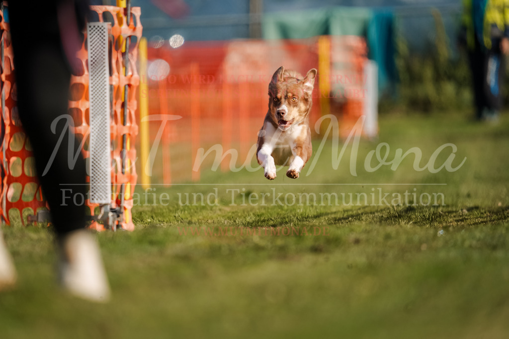 20250928_Hunderennen-39 | MuT (Mensch und Tier) mit Mona - Fotografie und Tierkommunikation - Realisiert mit Pictrs.com