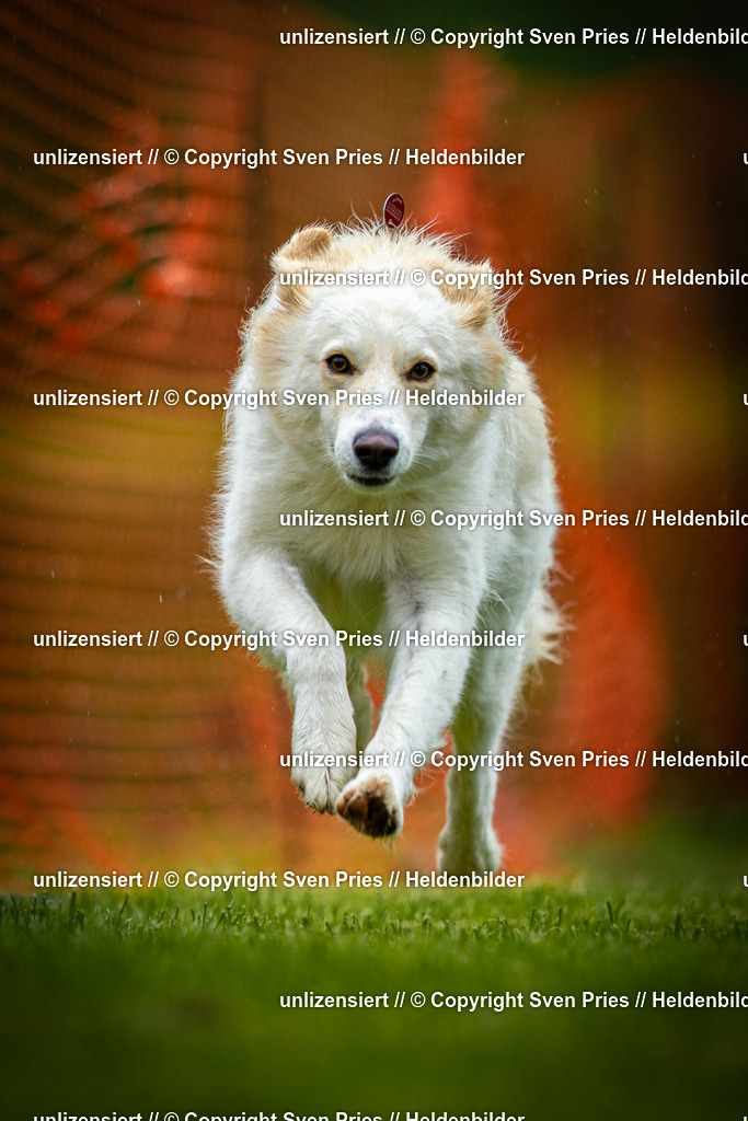 Sven Pries | 2025-09-21 - Hunderennen Baden-Oos - Realisiert mit Pictrs.com