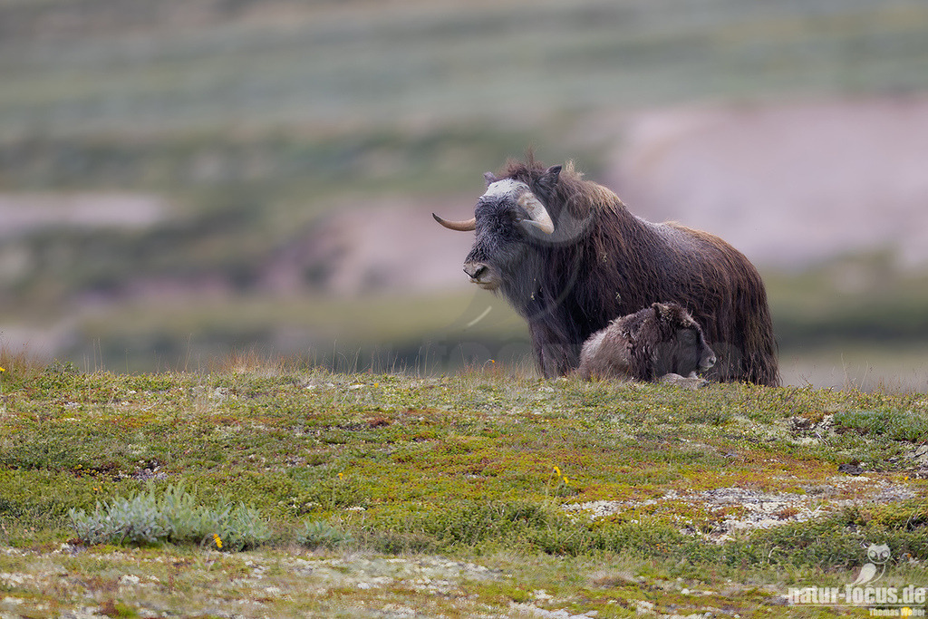R5NF1621-20230727 | Der Moschusochse, auch als Bisamochse oder Schafsochse bezeichnet, ist ein Paarhufer aus der Unterfamilie der Antilopinae; innerhalb derer gehört er in die Verwandtschaftsgruppe der Ziegenartigen. - Realisiert mit Pictrs.com