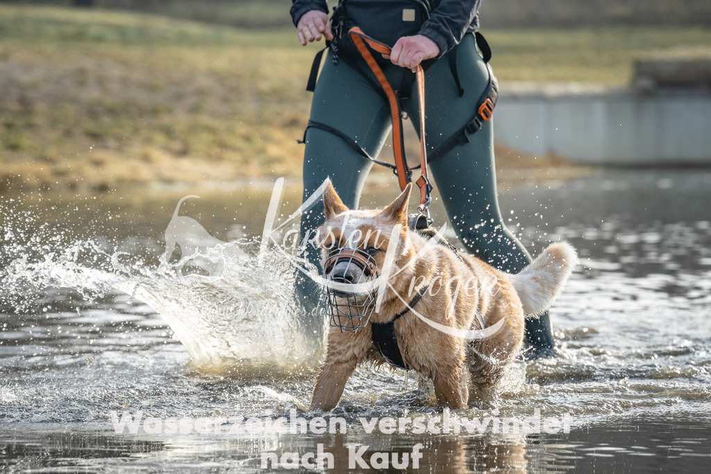 0921_ZZ91188 | kk-dogfotos