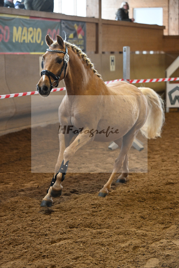 Kat-Nr. 36 Madrigal v. Mescal_Gestuet Eschenhof Neubert_16250546 | hf-fotografie - Realisiert mit Pictrs.com