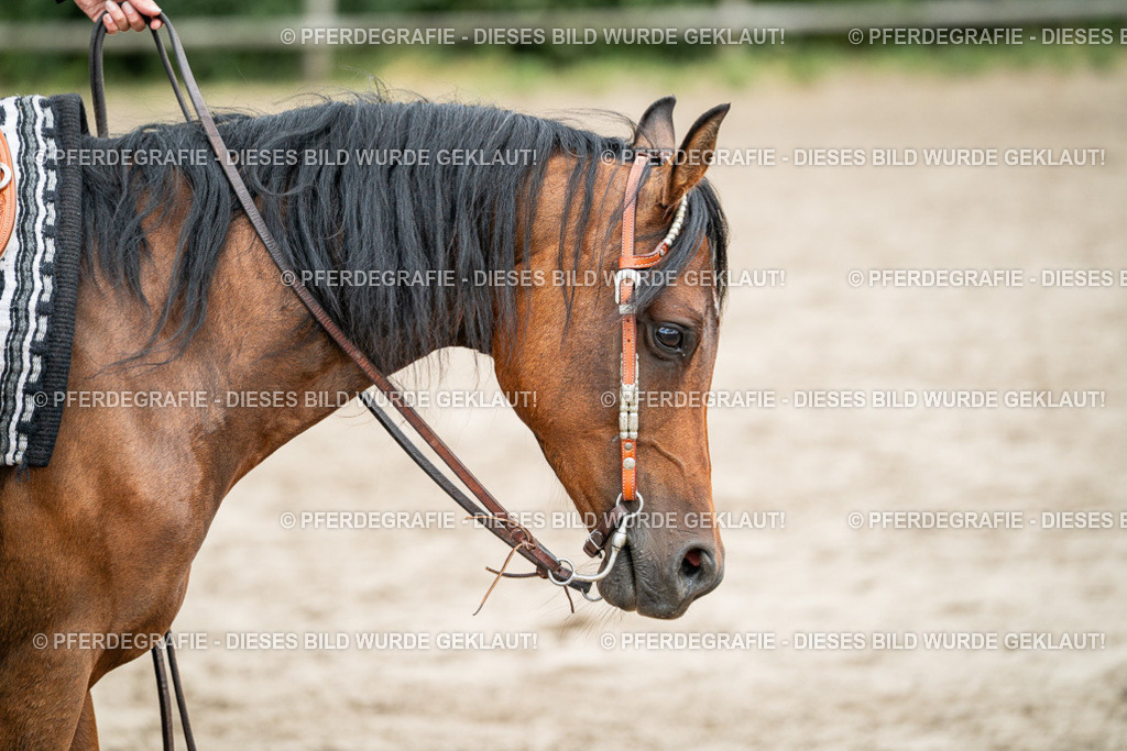 DSC02060 | Pferdegrafie