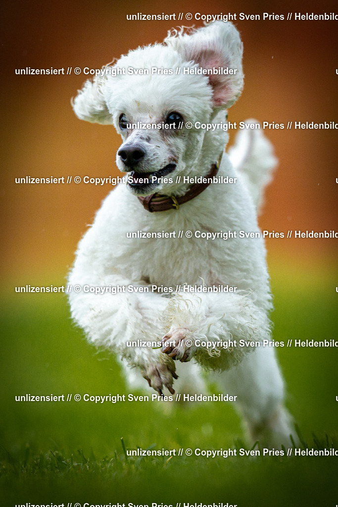 Sven Pries | 2025-09-21 - Hunderennen Baden-Oos - Realisiert mit Pictrs.com