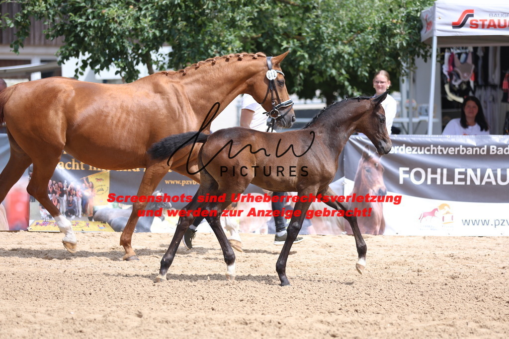 Fohlenschau_Schwäbisch_Hall_dressurbetonte_Fohlen_KN 12_7 | lmwpictures - Realisiert mit Pictrs.com