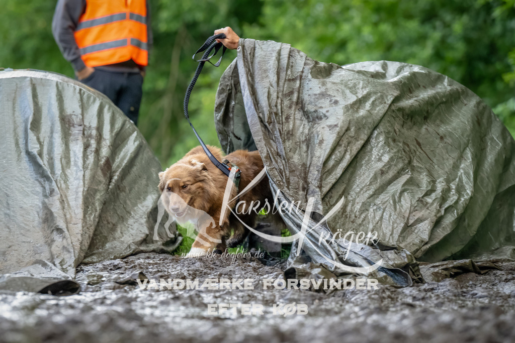 1151_ZZ94514-Bearbeitet | kk-dogfotos