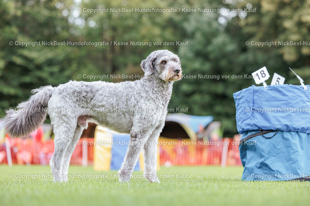 BSP Hoopers-H2 Tag2-2026-Nickbest-Hundefotografie-TuS Komet Arsten e.V.-4677 | Dein Hund! Dein Moment! Deine Erinnerungen! Hundefotografie in Bremen Blumenthal. Ich fange die besonderen Momente deines Vierbeiners ein – ob Indoor mit Blitzanlage oder in der freien Natur. Sicher dir dein Moment und dein Termin für eure Erinnerungen.