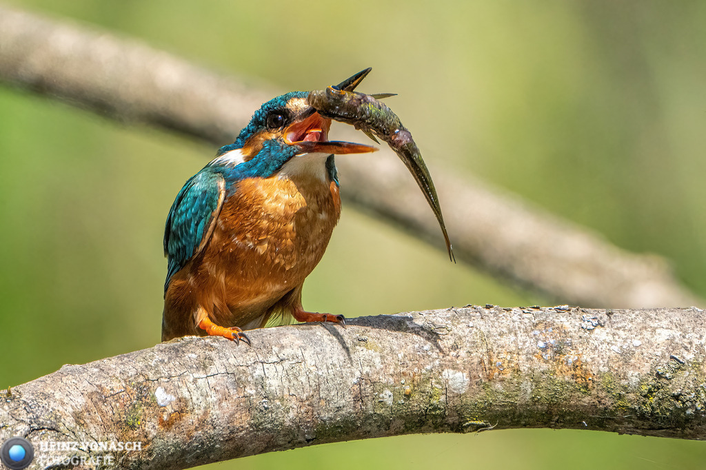 Tiere_0007 | Alle Bilder von Heinz Vonäsch Fotografie können alle zu günstigen Preisen gekauft werden! Download der Bilder, Ausdrucke, Postkarten, Tassen T-Shirts, Kalender, Alu- Dibond usw. - Realisiert mit Pictrs.com