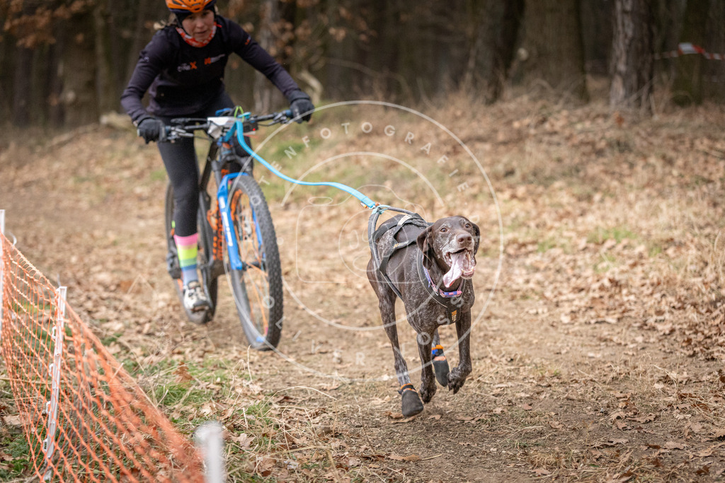 Pfotenfotografie_DV3A1369 | Hundefotografie, Tierfotograf, Pfotenfotografie, Fotoshooting Hund, Hunde Portrait, Hundesport, Hundeportraits, Heideshooting, Hunde, Sportfotograf, Hundefotograf, Turnierhundsport, THS,  - Realisiert mit Pictrs.com