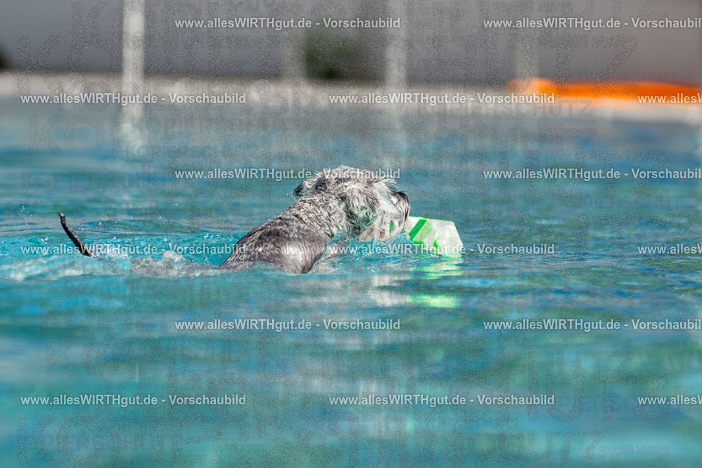 Hundeschwimmen_Volksbad_2026-allesWIRTHgut_Tierfotografie-2609061518-7R501403 | Professionelle Tierfotografie in Mönchengladbach von Daniel Wirth (allesWIRTHgut). Liebevolle & natürliche Bilder von Hunden & Katzen für unvergessliche Erinnerungen.