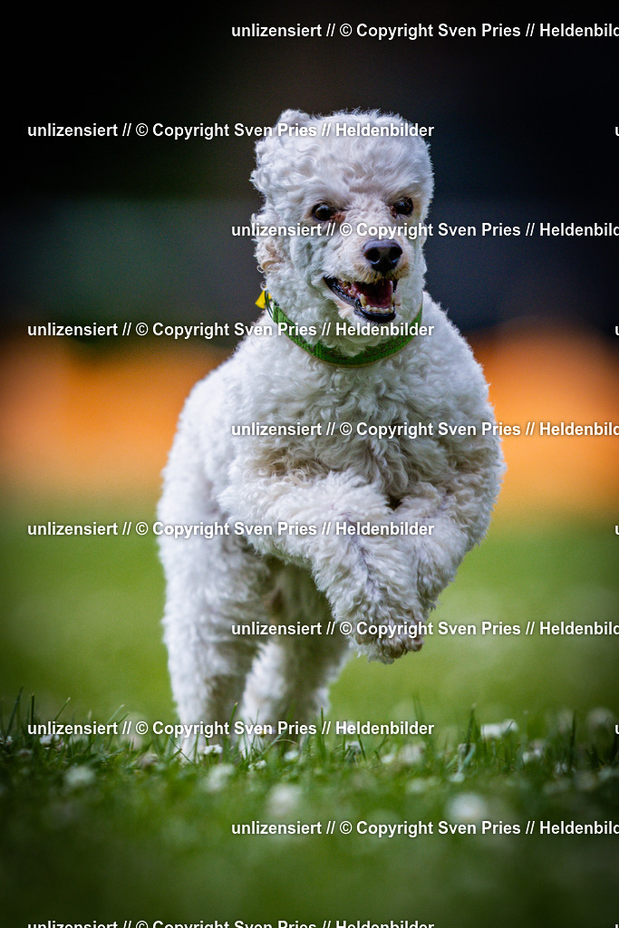 Sven Pries | 2025-05-29 - Pudelrennen KA-Durlach - Realisiert mit Pictrs.com