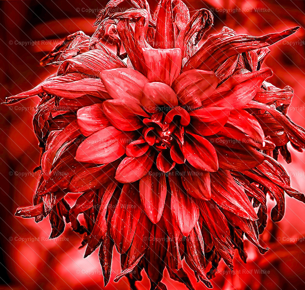 rote dahlie | Rolf Wittke  - Realisiert mit Pictrs.com