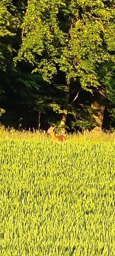 20210529_203918 | Heilkarten - Realisiert mit Pictrs.com