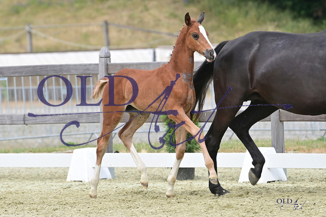 93 DE433330174423 FRE Totillah - De Niro - Sir Donnerhall I DSC_4878 Kopie | <meta name="description" content="★Offizieller Merchandise und Foto-/Videostore des Oldenburger Verbandes.★ ✅Jetzt auch digital Ausdrucke erhältlich." />
<meta name="keywords" content="Merchandise Foto-/Videostore Oldenburger Verband Photographie 