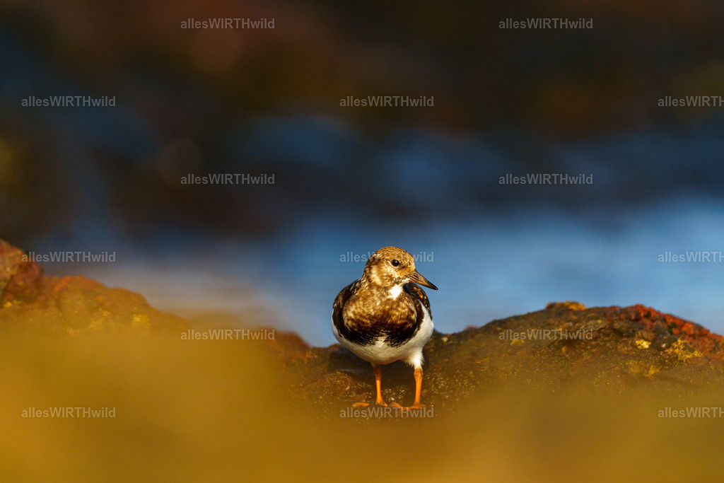 allesWIRTHgut Tierfotografie - allesWIRTHgut.de - 7IV01140 | Entdecke die faszinierende Welt der Natur- und Wildlife-Fotografie von Daniel und Bärbel. Inspirierende Bilder von wilden Tieren und kleinen Naturwundern.