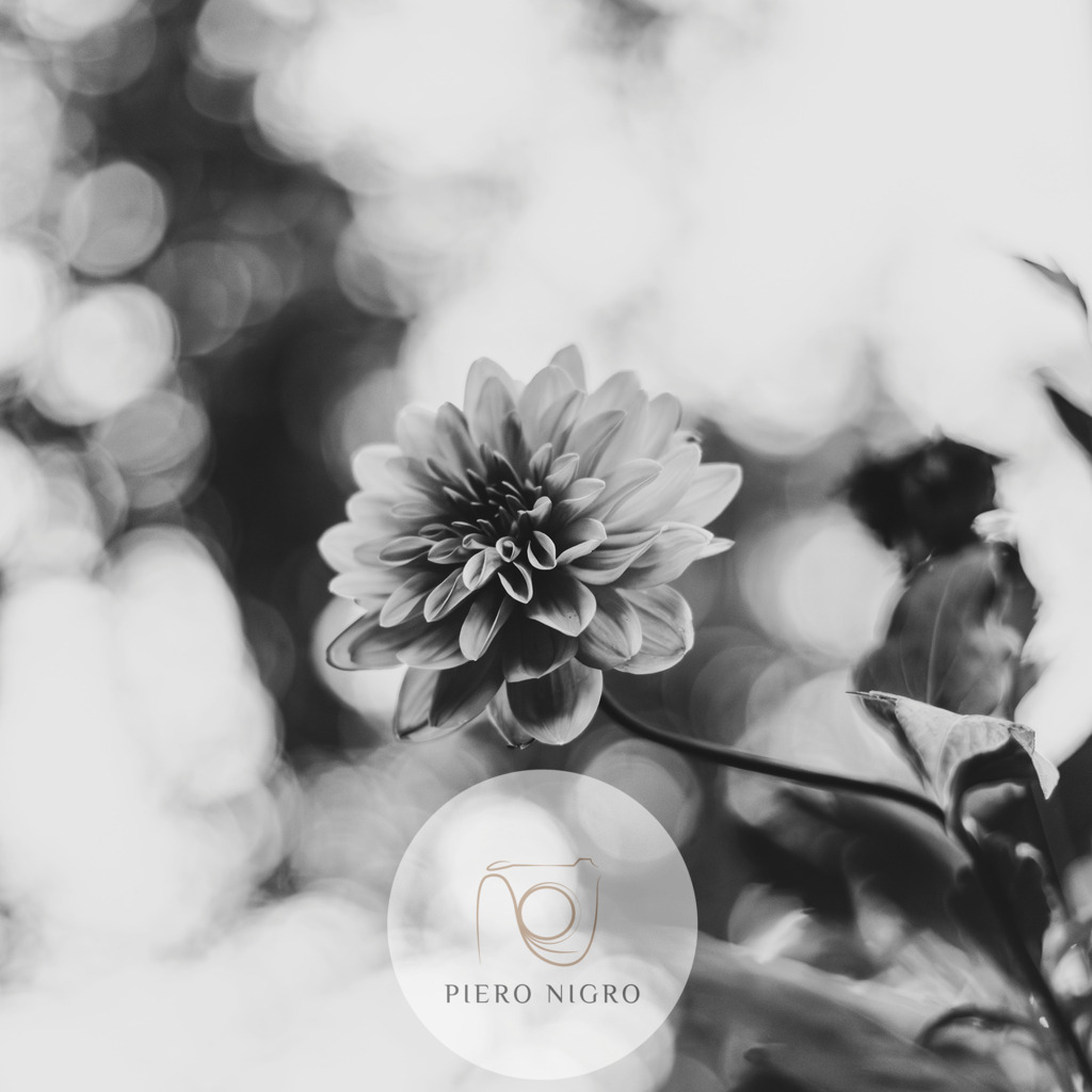 20231017-18-27-08-IMG_1888-Enhanced-NR | Galleria Dei Moment - Fotografie D' Arte | Wallart | Fotokunst - Realisiert mit Pictrs.com