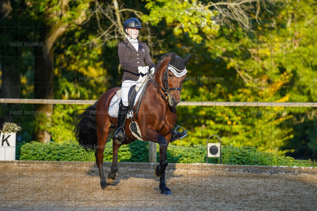 20221007-FAH00459 | Diessen am Ammersee, 2022, Dressur- und Springturnier, Reitsportbilder, Turnierfotografen Bayern, Pferdefotografen, Fotoagentur Herrmann, Turnierbilder