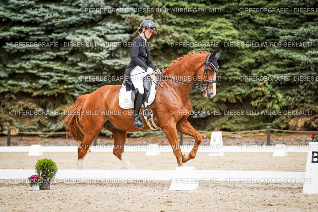 DSC05651 | Pferdegrafie