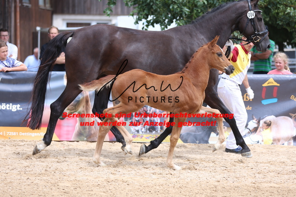 Fohlenschau_Schwäbisch_Hall_dressurbetonte_Fohlen_Goldring_KN 4_5 | lmwpictures - Realisiert mit Pictrs.com