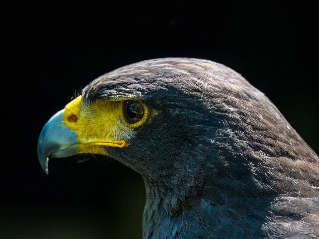 P1000240-Bearbeitet-2017-Bearbeitet-2017-2-LR | Natur im Moment - Realisiert mit Pictrs.com