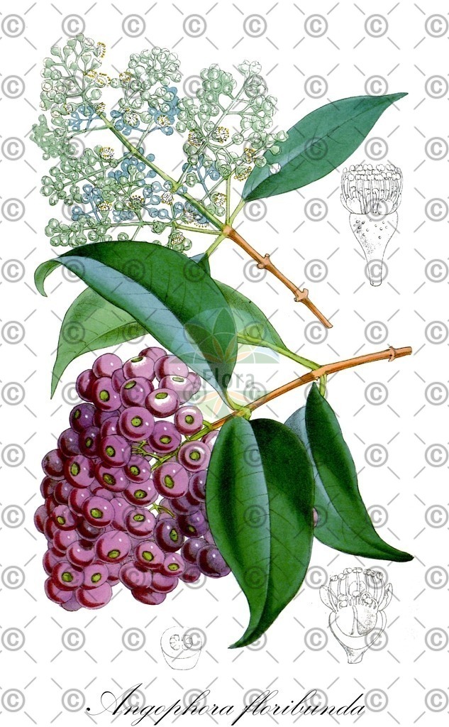 HistAbb_wfo-0000536594_1_ENZY_Simple | Historische Abbildung von Angophora floribunda - Myrtaceae | Historical Illustration of Angophora floribunda - Myrtaceae