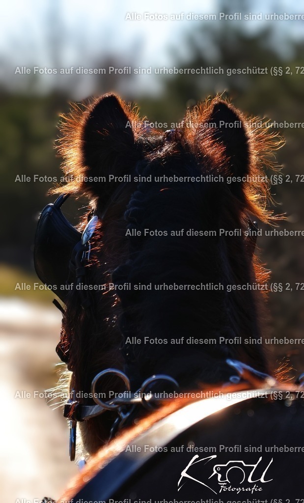 Photo_1706474170092 | krollfotografie - Realisiert mit Pictrs.com