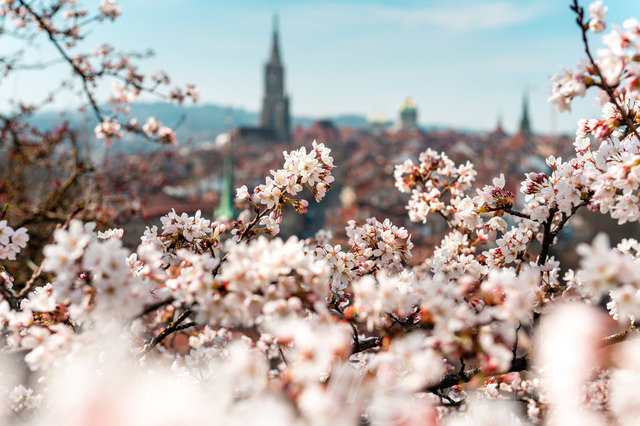 Frühlingsmorgen in Bern mit Berner Münster und Altstadt | Die ideale Geschenkidee für Naturliebhaber. Naturbilder von Marcel Gross Photography für ihr Zuhause in den verschiedensten Formaten und Materialien. - Realisiert mit Pictrs.com