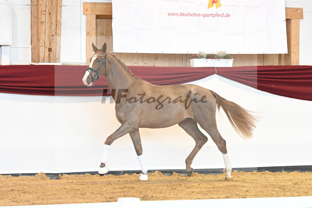Kat-Nr. 5 v. Benicio_Wille_66221625 | hf-fotografie - Realisiert mit Pictrs.com