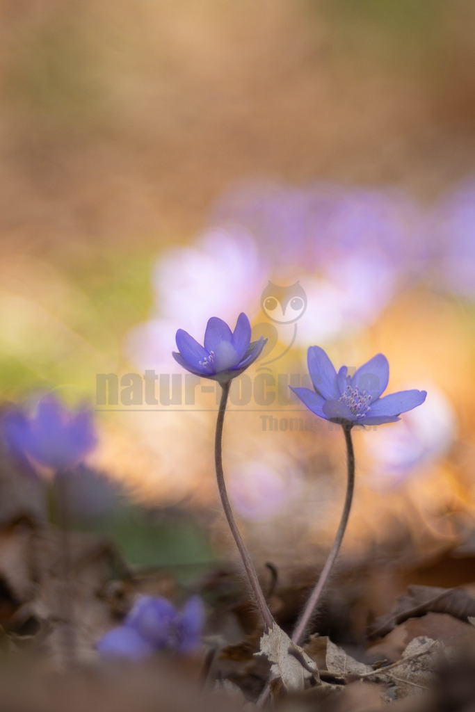 20220312104551 | Das Leberblümchen (Hepatica nobilis) ist ein typischer Frühlingbote. Im März, wenn Brauntöne noch das Bild des Waldes beherrschen, sind die zarten blauvioletten Blüten am Waldboden das erste Zeichen des einsetzenden Frühlings. Die hübschen Pflanzen nutzen die Zeit, bevor die Blätter der Bäume austreiben und ihnen das Licht rauben. Die Lebensdauer der Blüten beträgt etwa acht Tage. Mitte April ist ihre Blütezeit bereits abgeschlossen. - Realisiert mit Pictrs.com