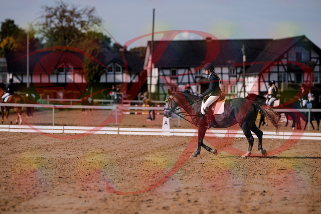 2026_10_03_Siefer-Hof_120047_Z81_02942435 | Professionelle Reitsport-, Turnier- und Eventfotografie von Robert Broda. Galerien mit ausgewählten und bearbeiteten Bildern direkt online ansehen und bestellen.