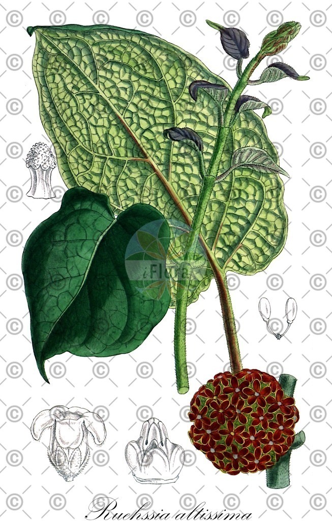 HistAbb_7PY93_1_ENZY_Simple | Historische Abbildung von Ruehssia altissima - Apocynaceae | Historical Illustration of Ruehssia altissima - Apocynaceae