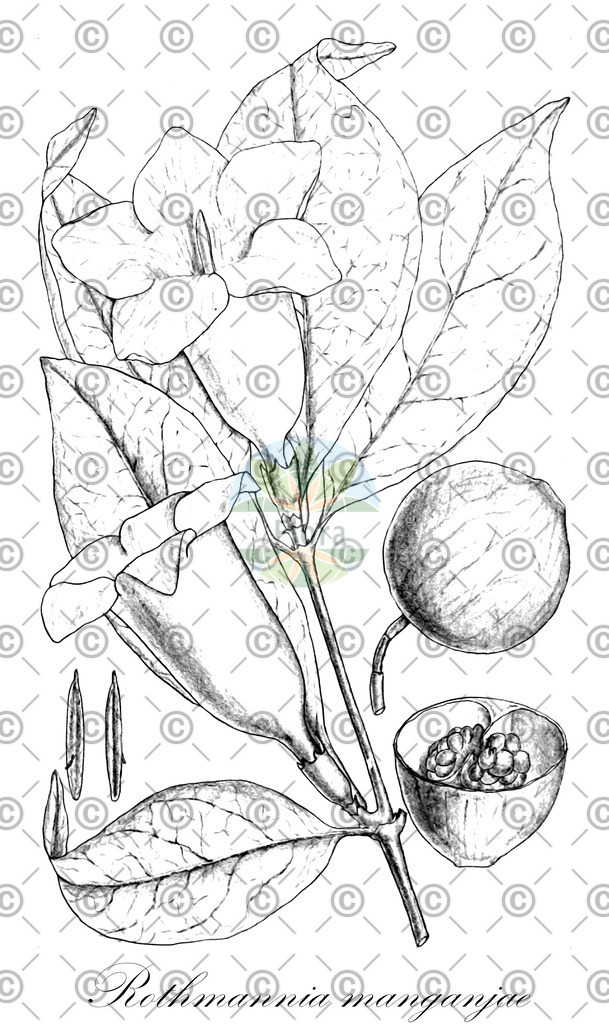 HistAbb_wfo-0000402739_1_ENZY_Simple | Historische Abbildung von Rothmannia manganjae - Rubiaceae | Historical Illustration of Rothmannia manganjae - Rubiaceae