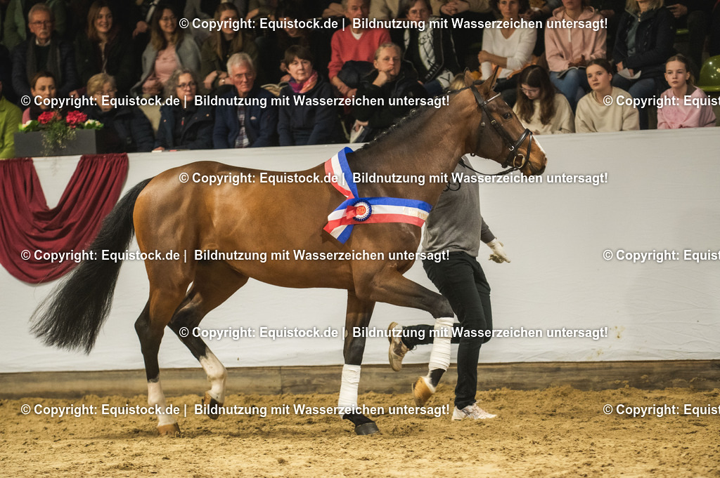 20240302_Hengstvorstellung_Marbach_TOMsPiC_0481-2 | equistock