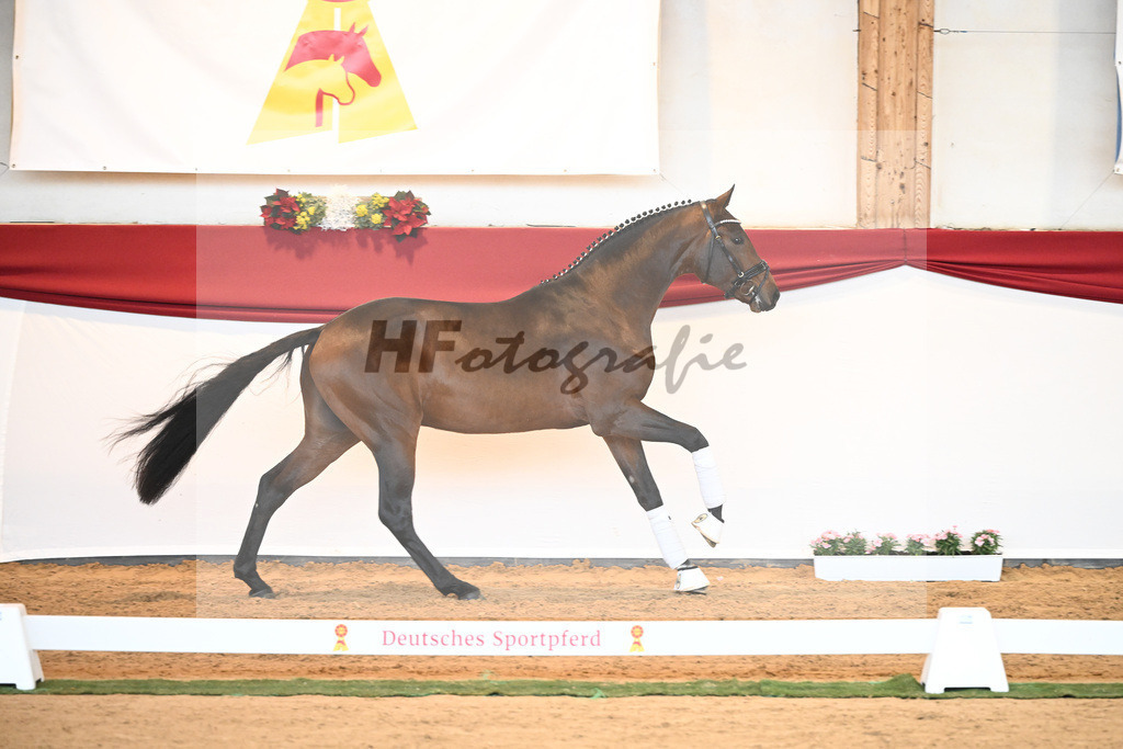 Kat-Nr. 40 Monte Carlo TC x Finest_Gestuet Greim_43230347 | hf-fotografie - Realisiert mit Pictrs.com