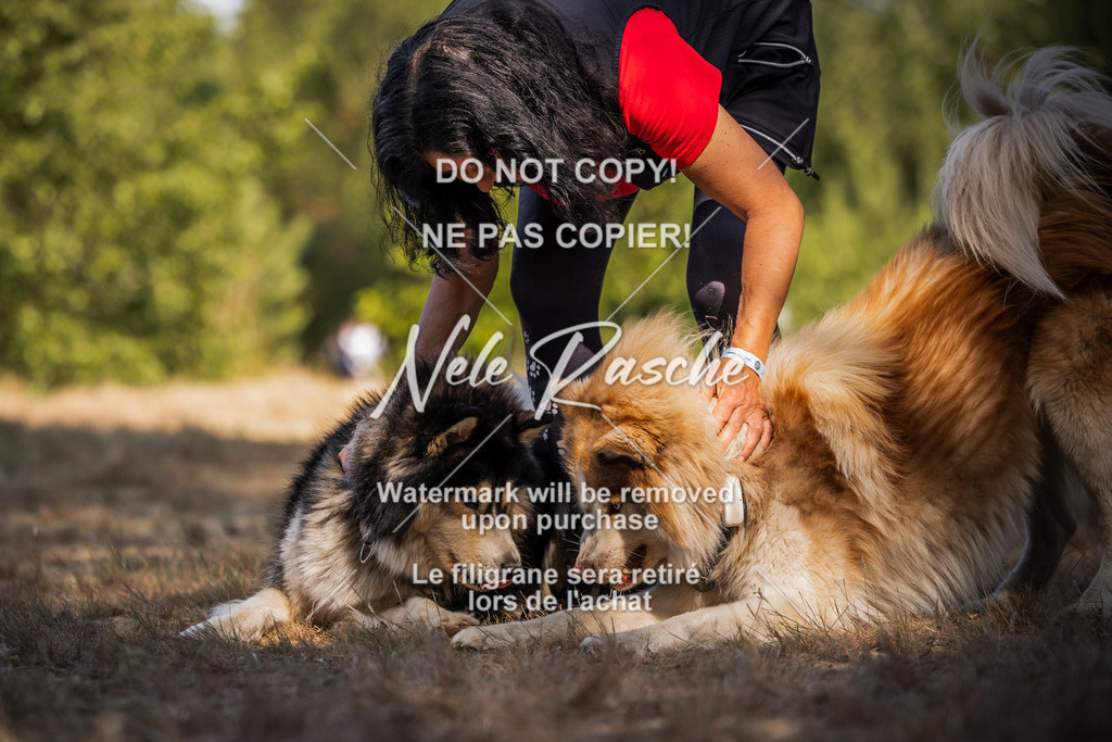 nelerasche_soDD1_135 | nelerasche