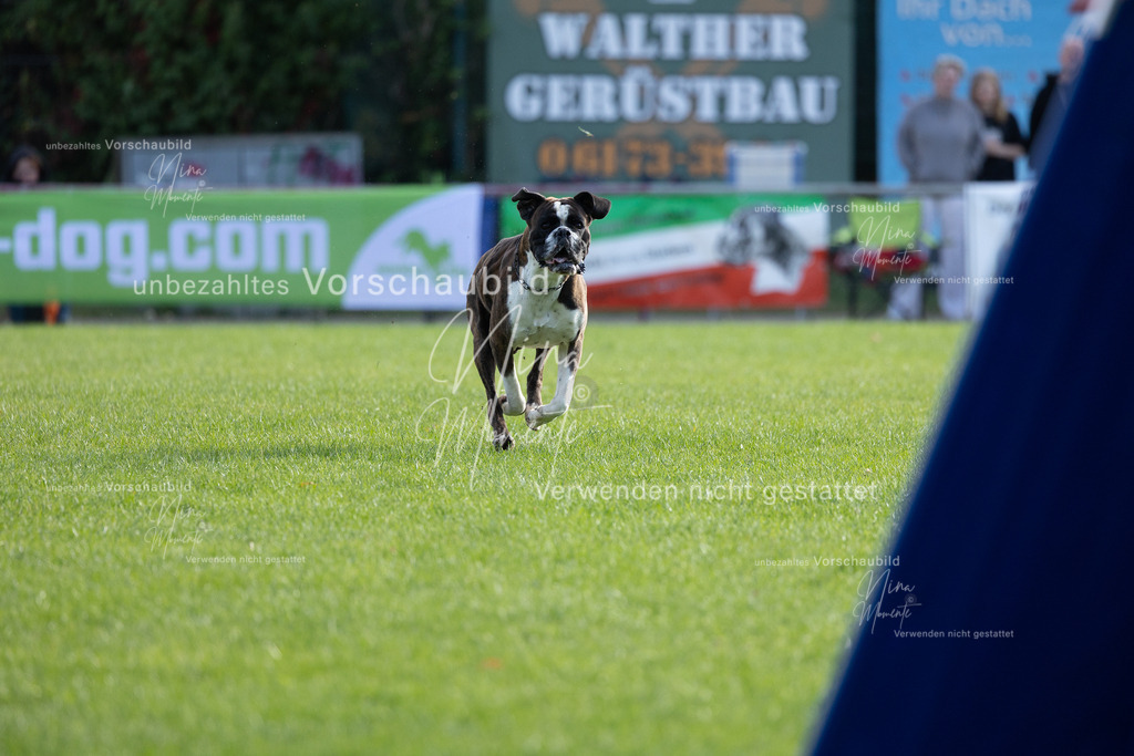 _16A6475 | Einzigartige Fotos von Hunden & Menschen –Actionfotos, Portraits, Vereinsaufnahmen & Paarshootings – authentisch, lebendig & mit Herz.