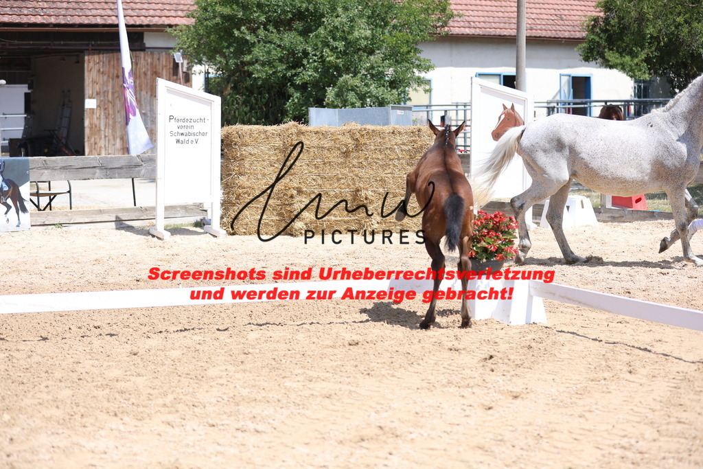 Fohlenschau_Schwäbisch_Hall_springbetonte_Fohlen_KN 23_15 | lmwpictures - Realisiert mit Pictrs.com