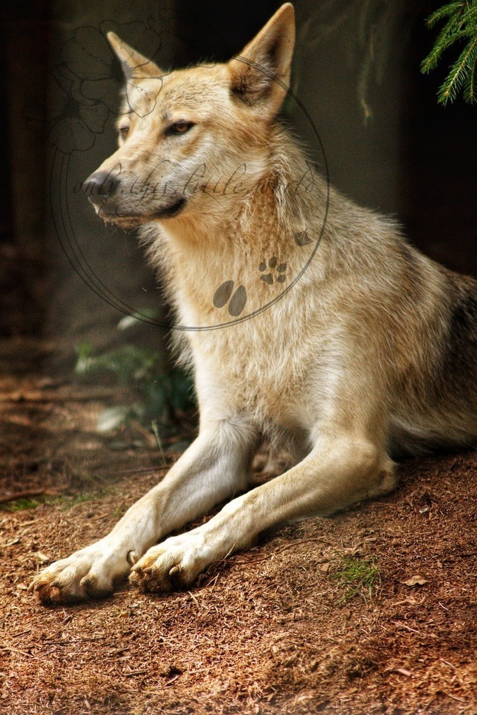Wolf  | Die genaue Art des Wolfes ist mir leider unbekannten und konnte ich noch nicht gewissenhaft zuordnen.  - Realisiert mit Pictrs.com