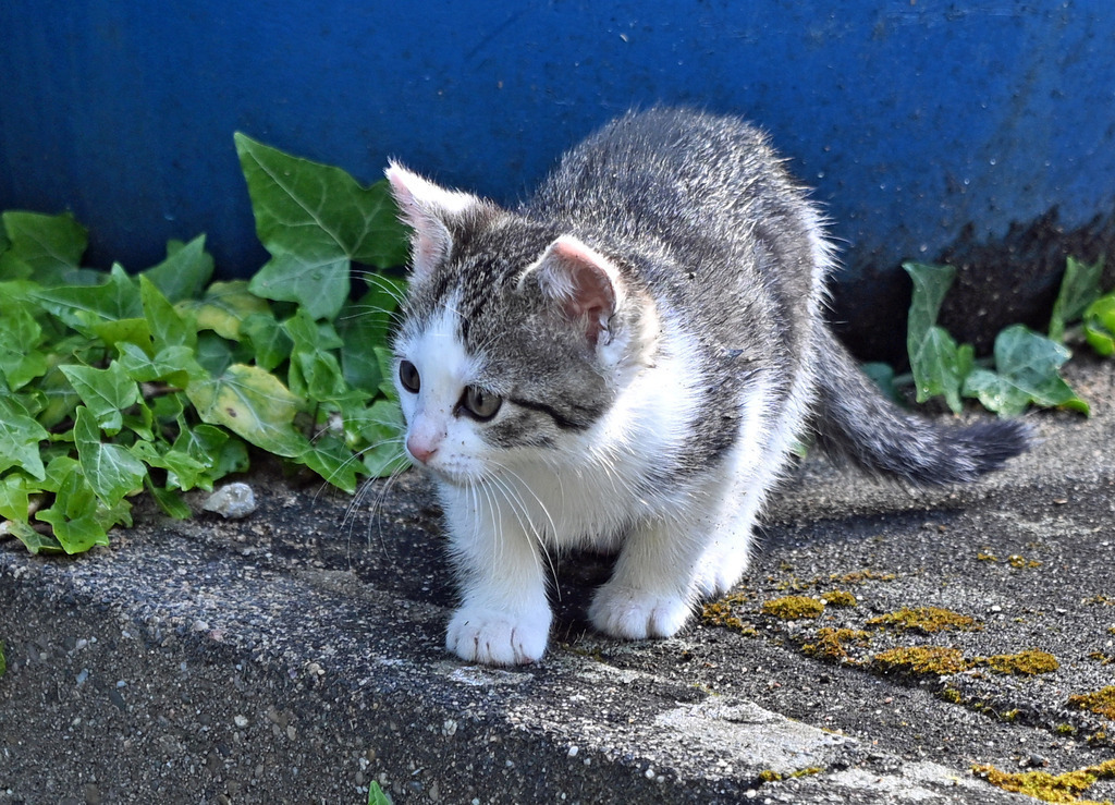 Katzen09 | lucisnaturbilder - Realisiert mit Pictrs.com