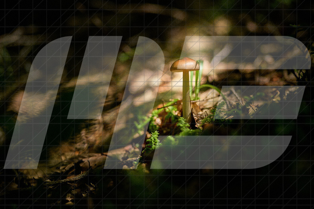 27. July 2023: Spintikteich  by Fotograf: Martin Bihounek / martinbihounek.com | 27. July 2023, Keutschach am See, : Spintikteich •••••Credit: Martin Bihounek / martinbihounek.comInsta: @martinbihounekcomFB: @martinbihounekphotography