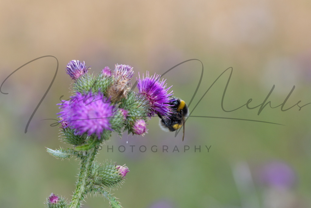 058_Hummel | i-n-photography - Realisiert mit Pictrs.com